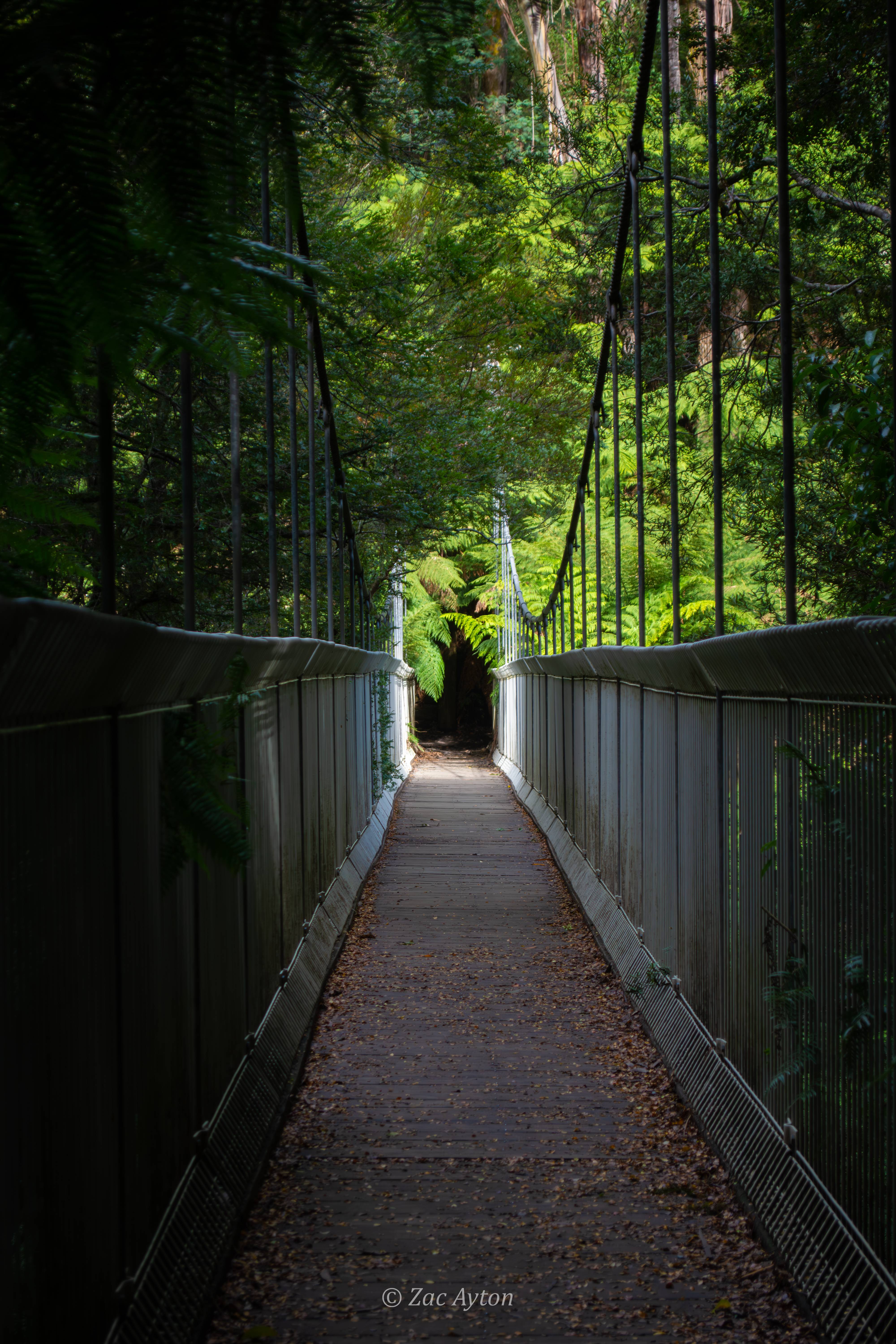 Old bridge at Tarra-Bulga National Park